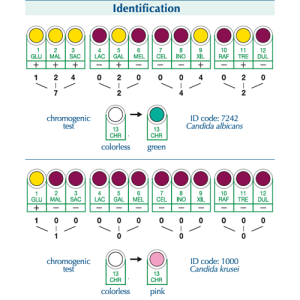 Integral System Yeasts Plus