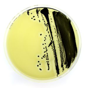 PROMO! Reactivi din stoc, soluție pentru Microbiologie, producător Liofilchem